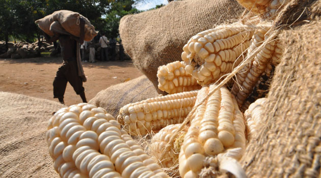 Zimbabwe lines up 40 000 tonnes maize exports