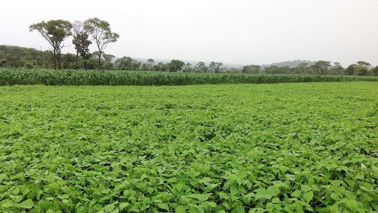Removing Constraints to Boost the Business of Agriculture in Zimbabwe