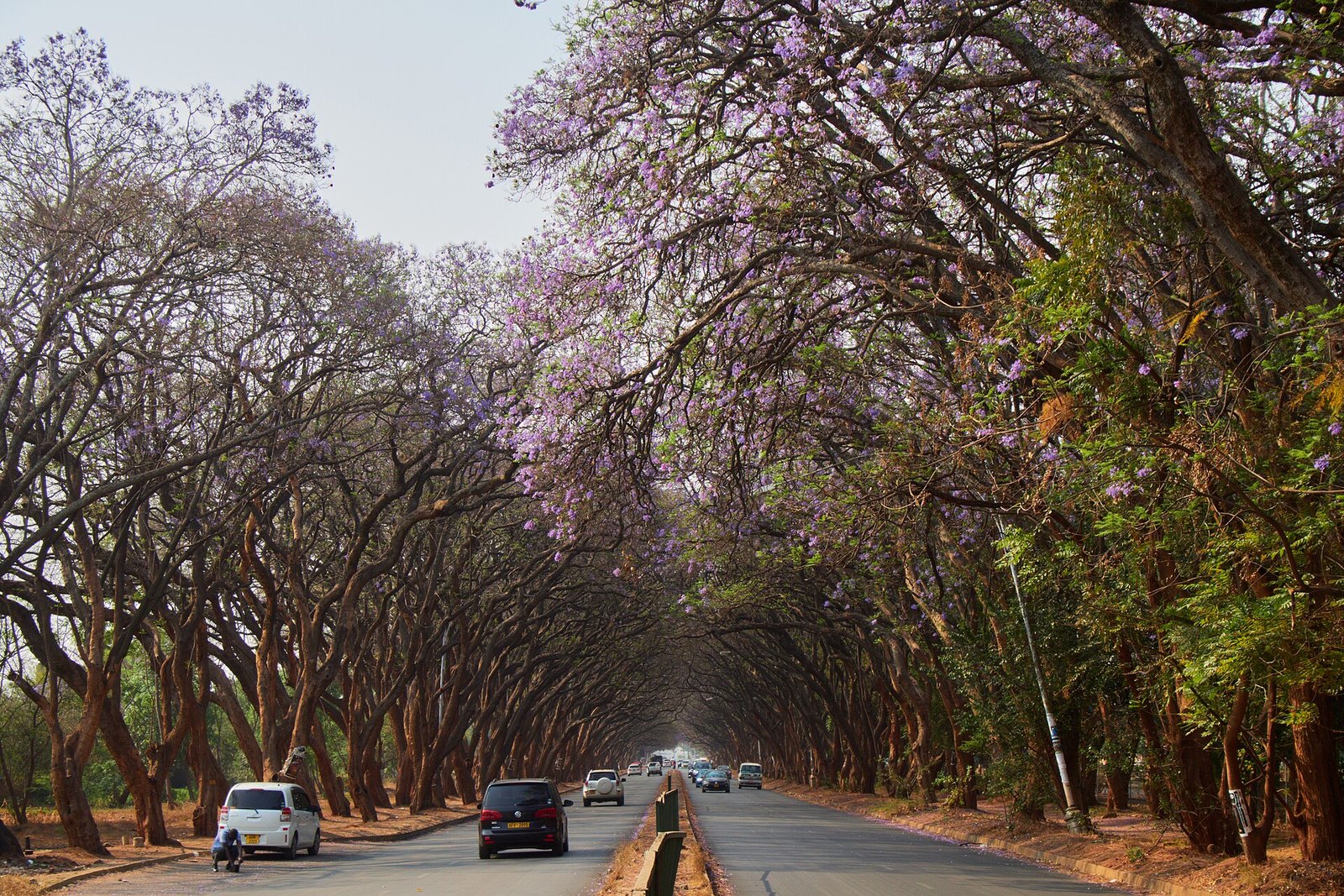 Zimbabwe Explained: The ZiG Currency, the Politics, the Economy and What to Watch